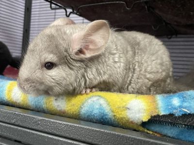 Baby Beige Male Chinchilla