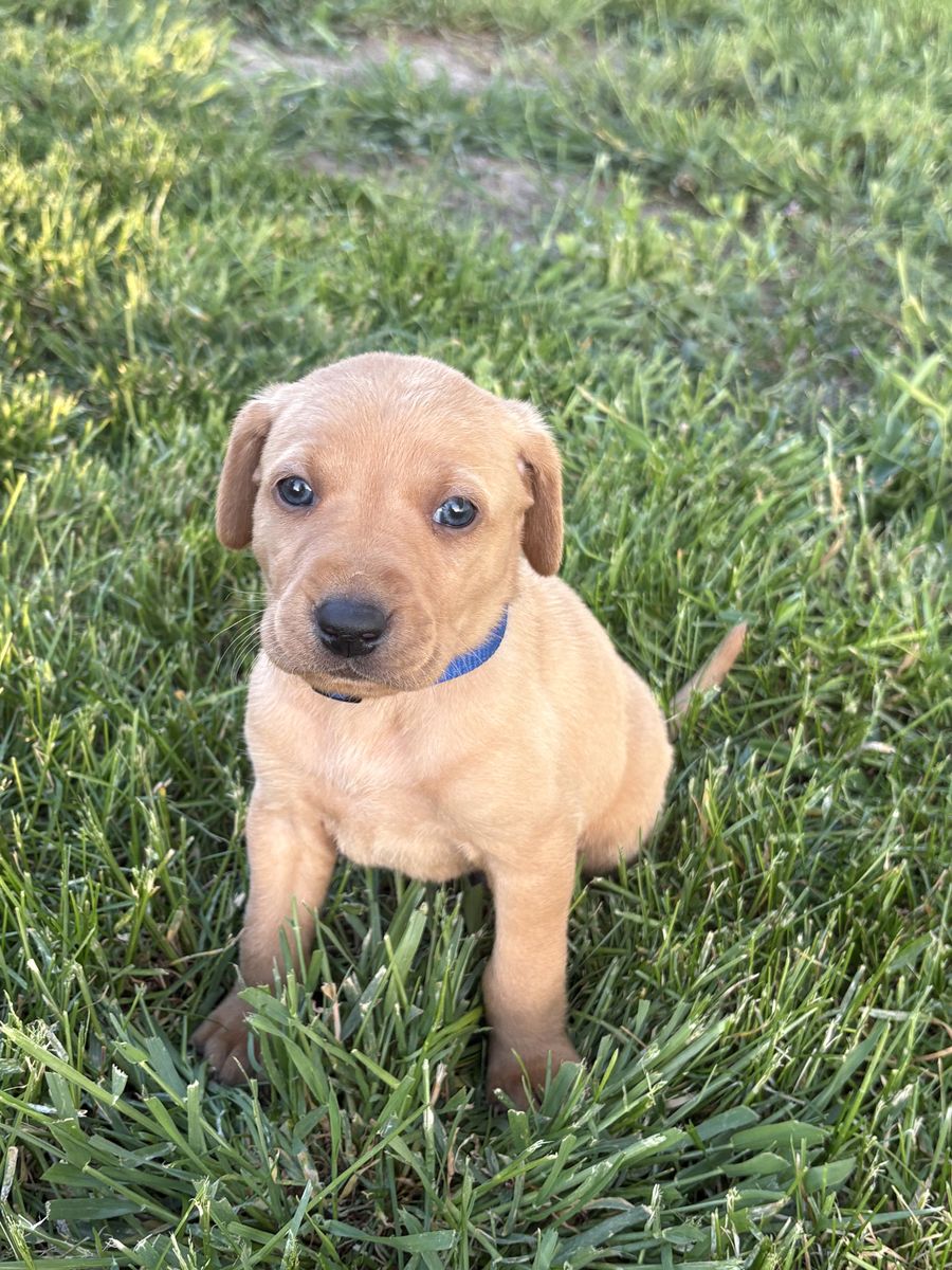 AKC Purebred lab puppies