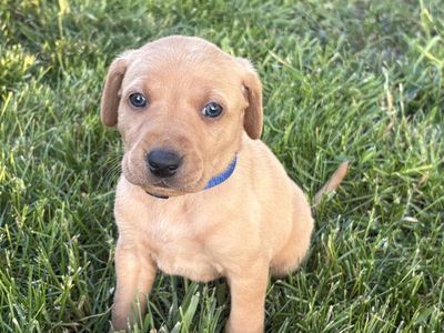 AKC Purebred lab puppies