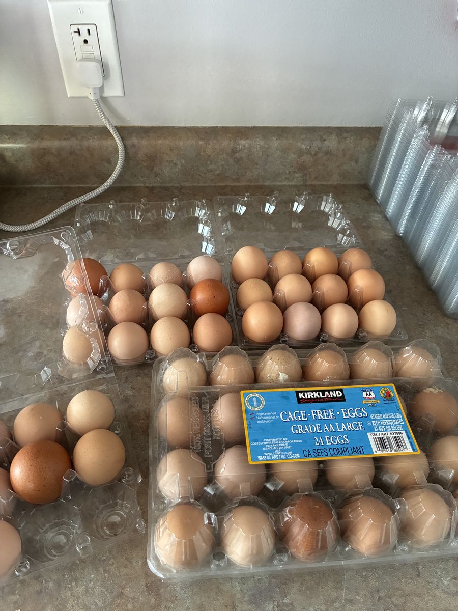 Eating Or Hatching Eggs