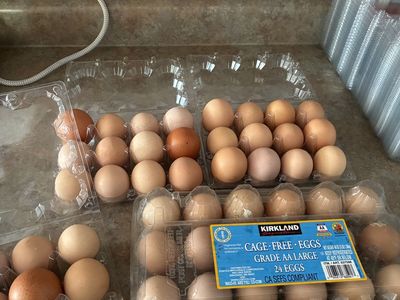 Eating Or Hatching Eggs