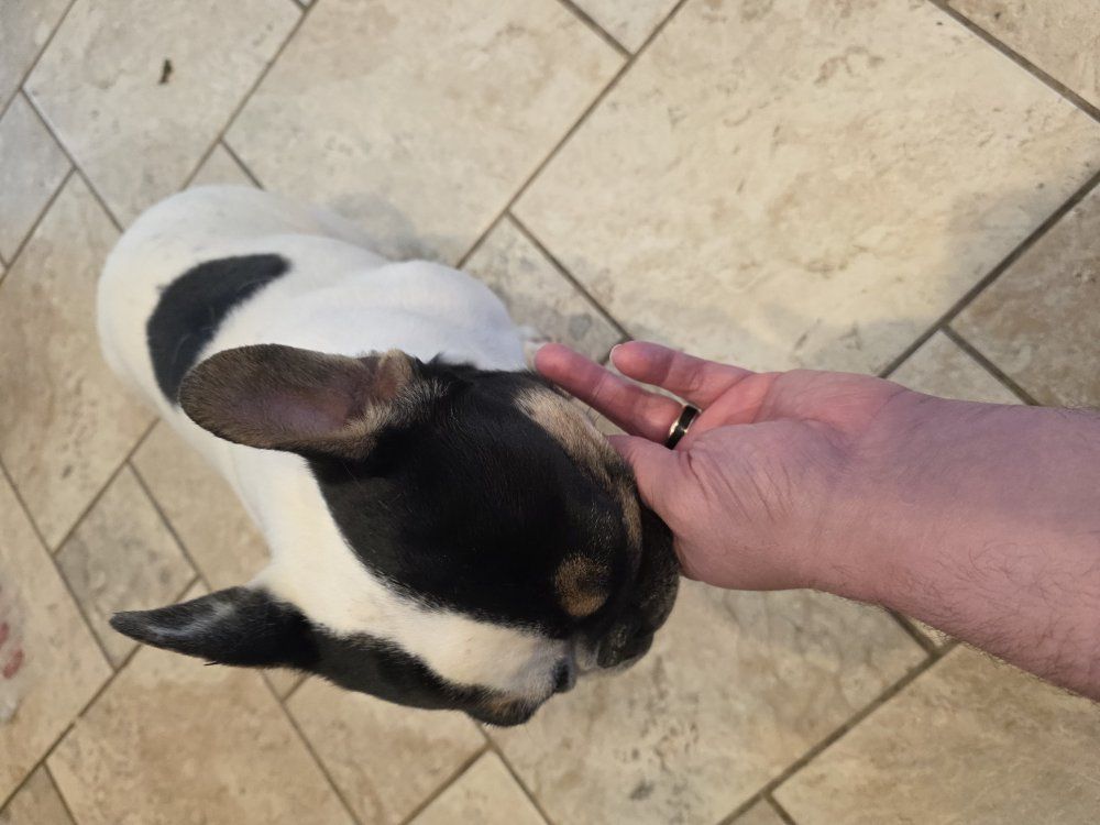 French bulldog needs good home
