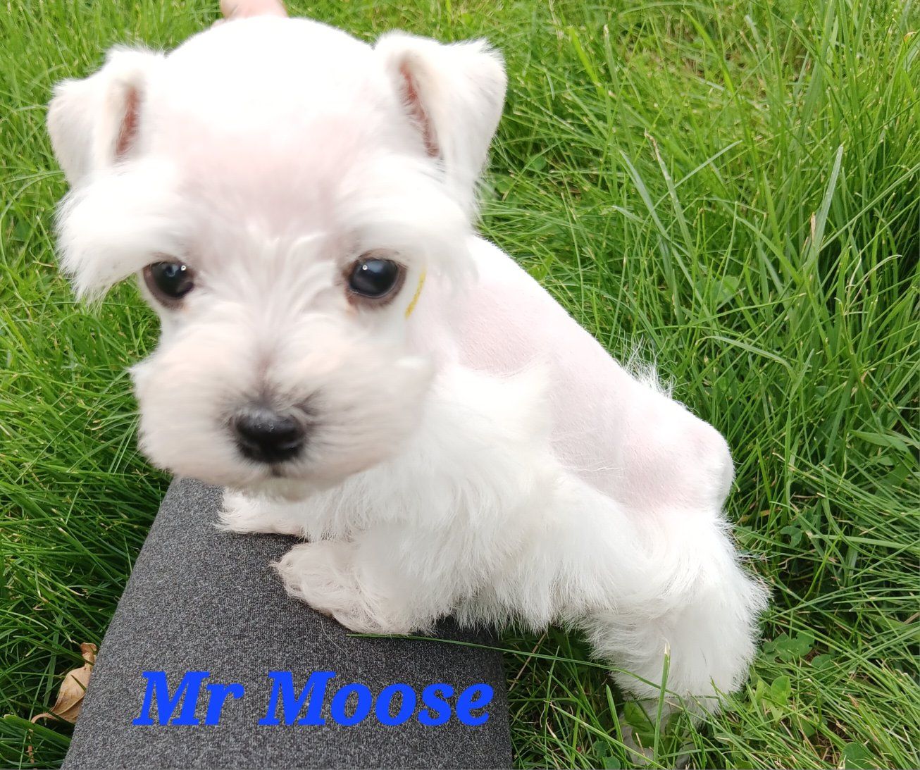 Miniature Schnauzer Mr Moose