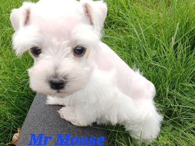Miniature Schnauzer Mr Moose