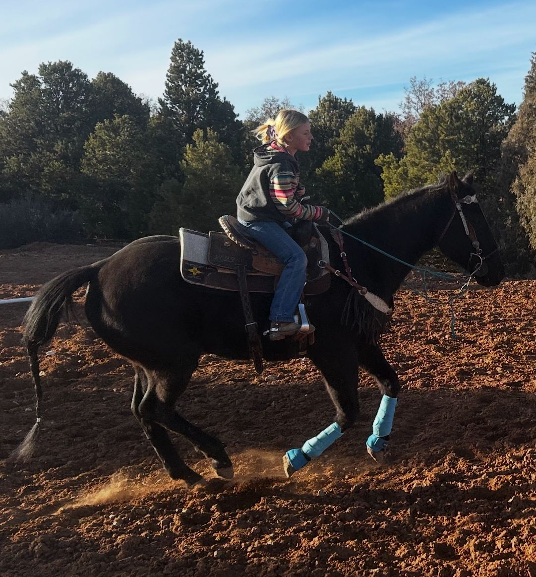 AQHA Black Gelding