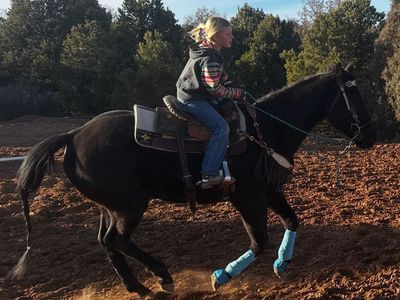 AQHA Black Gelding