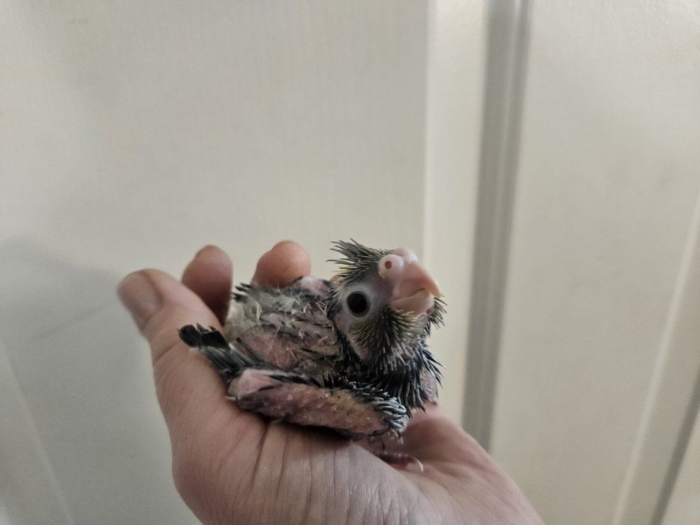 Baby Cockatiel for Hand Feeding