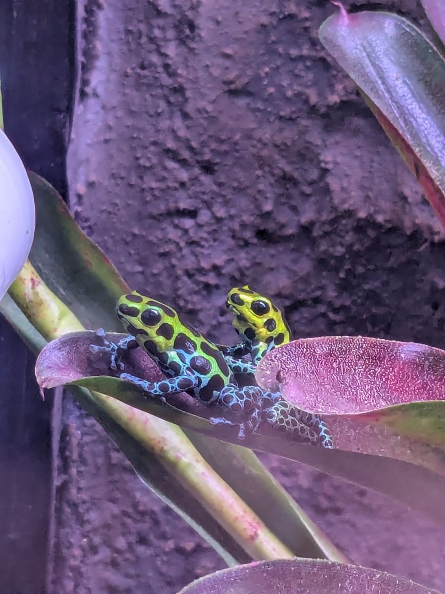 Dart Frog Ranitomeya Variabilis Southern Adults.