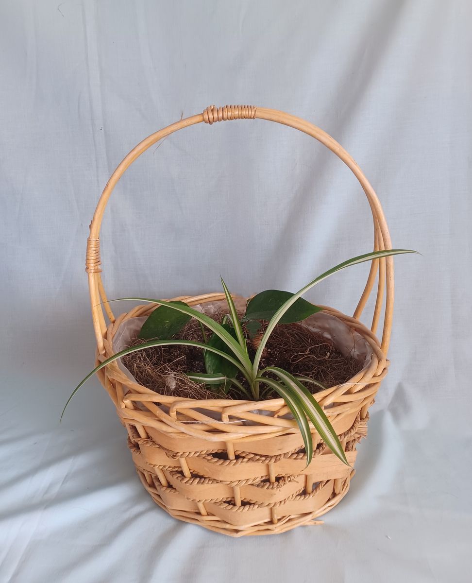 Indoor Garden Basket with 2 Plants