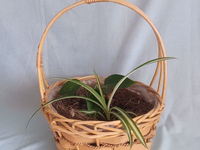 Indoor Garden Basket with 2 Plants