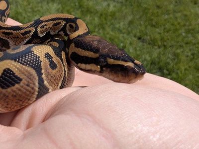 Common Ball Python
