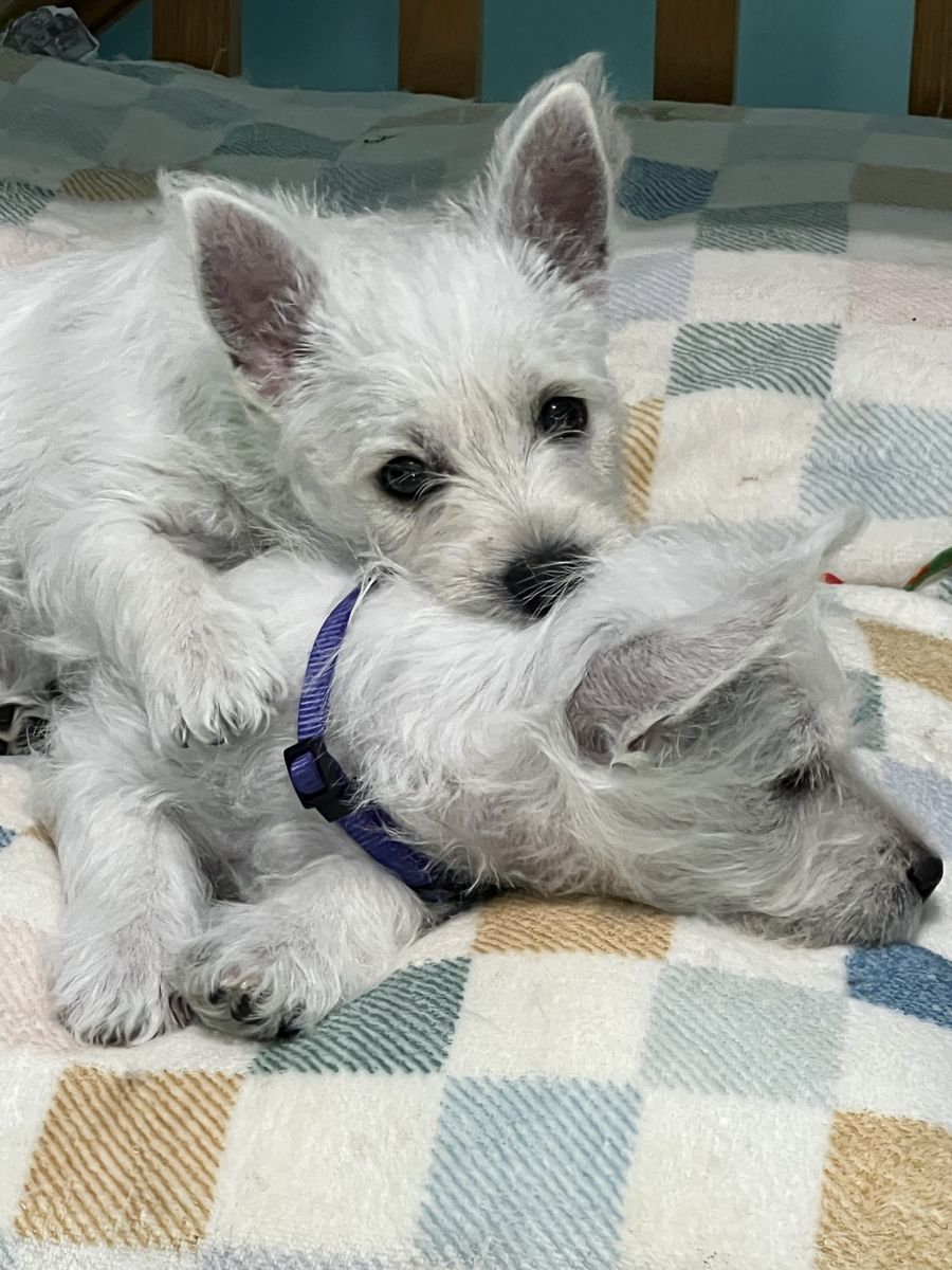 Westie puppies ready for their forever homes.