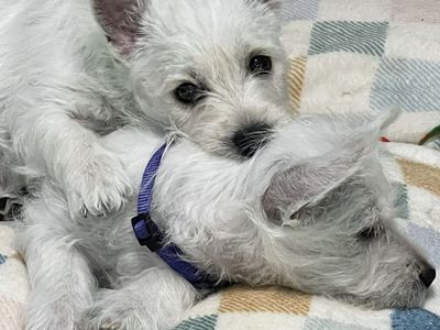 Westie puppies ready for their forever homes.