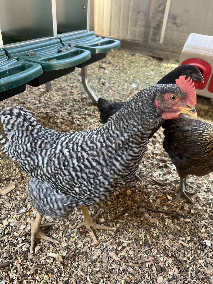Free Barred rock rooster
