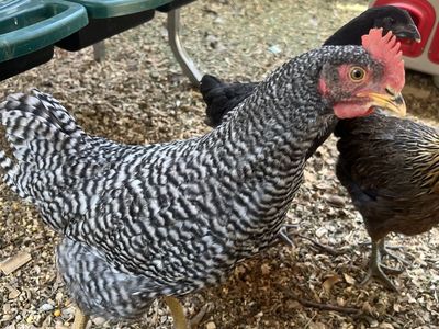 Free Barred rock rooster