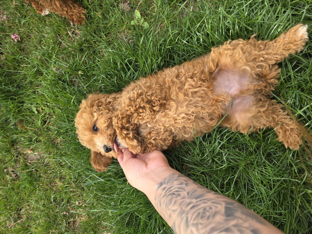 Micro 6-7lb Cavapoo puppy King Charles Toy poodle