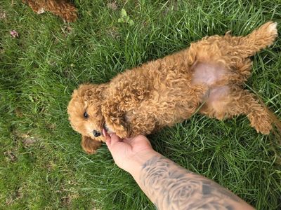 Micro 6-7lb Cavapoo puppy King Charles Toy poodle