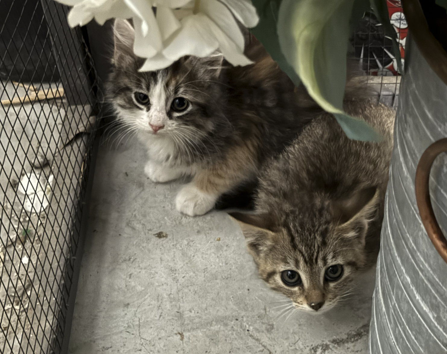 Sweet Kittens Looking For Their Forever Home