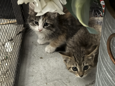 Sweet Kittens Looking For Their Forever Home