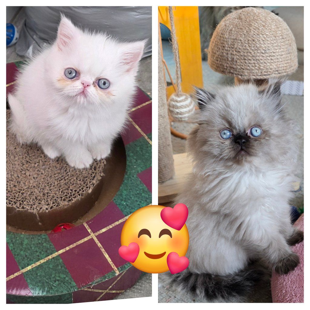 Purebred Persian kittens! (2 girls left)