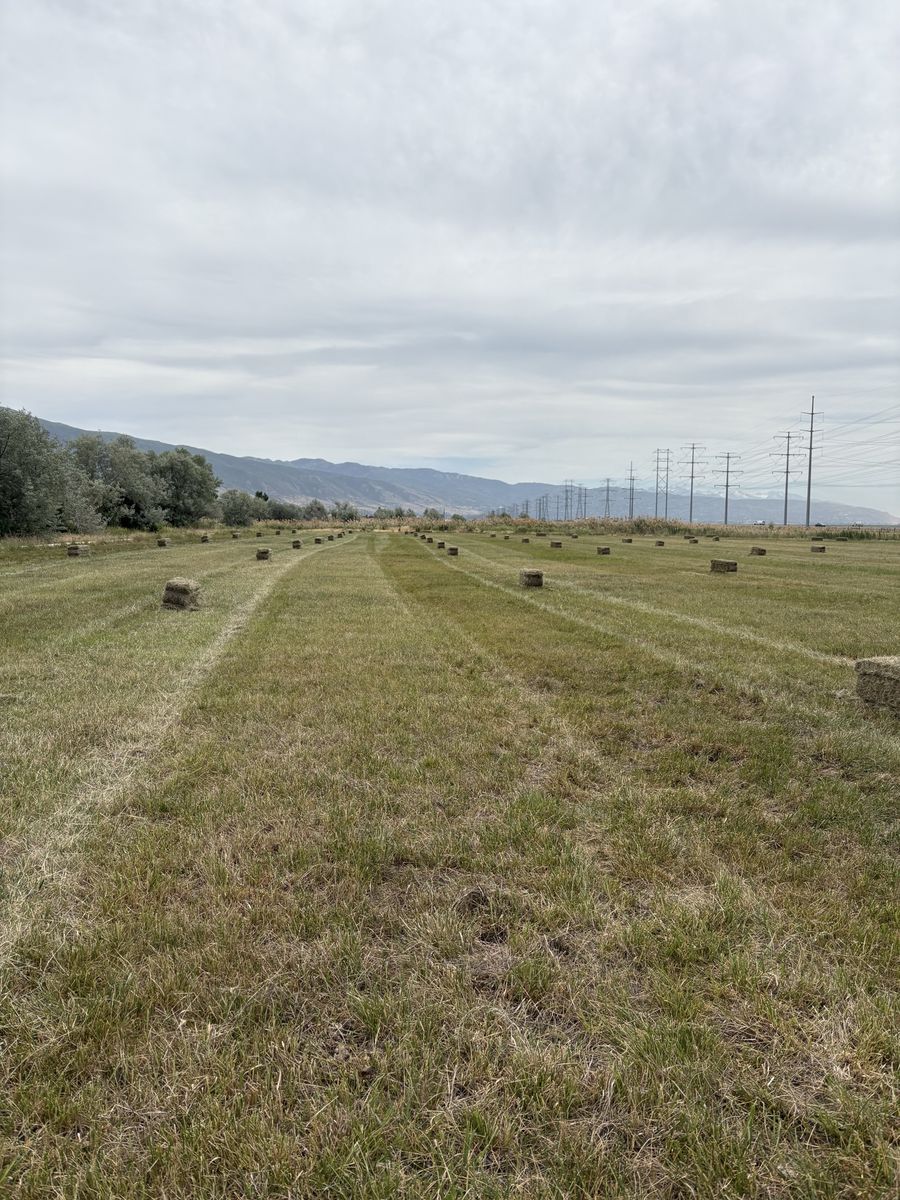 Feeder Grass Hay