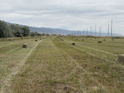 Feeder Grass Hay