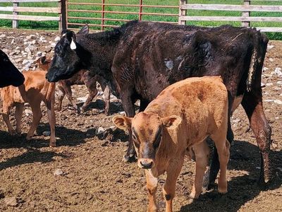 2 Cow calf pairs (Wagyu)