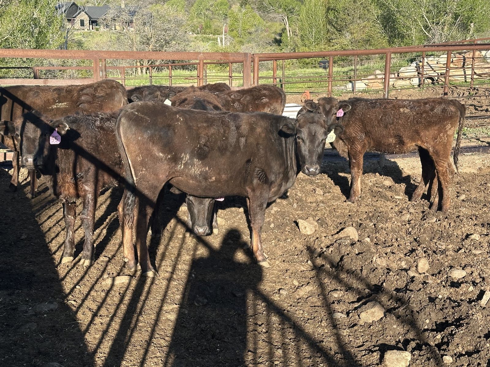 Cows Heifers