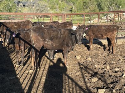Cows Heifers