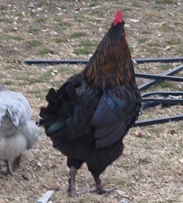 Marans Chicks day old straight run