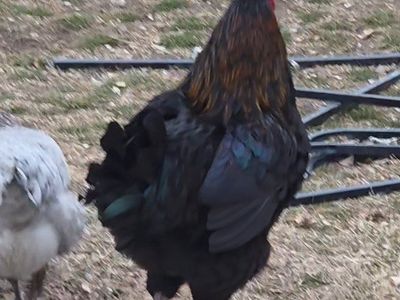 Marans Chicks day old straight run