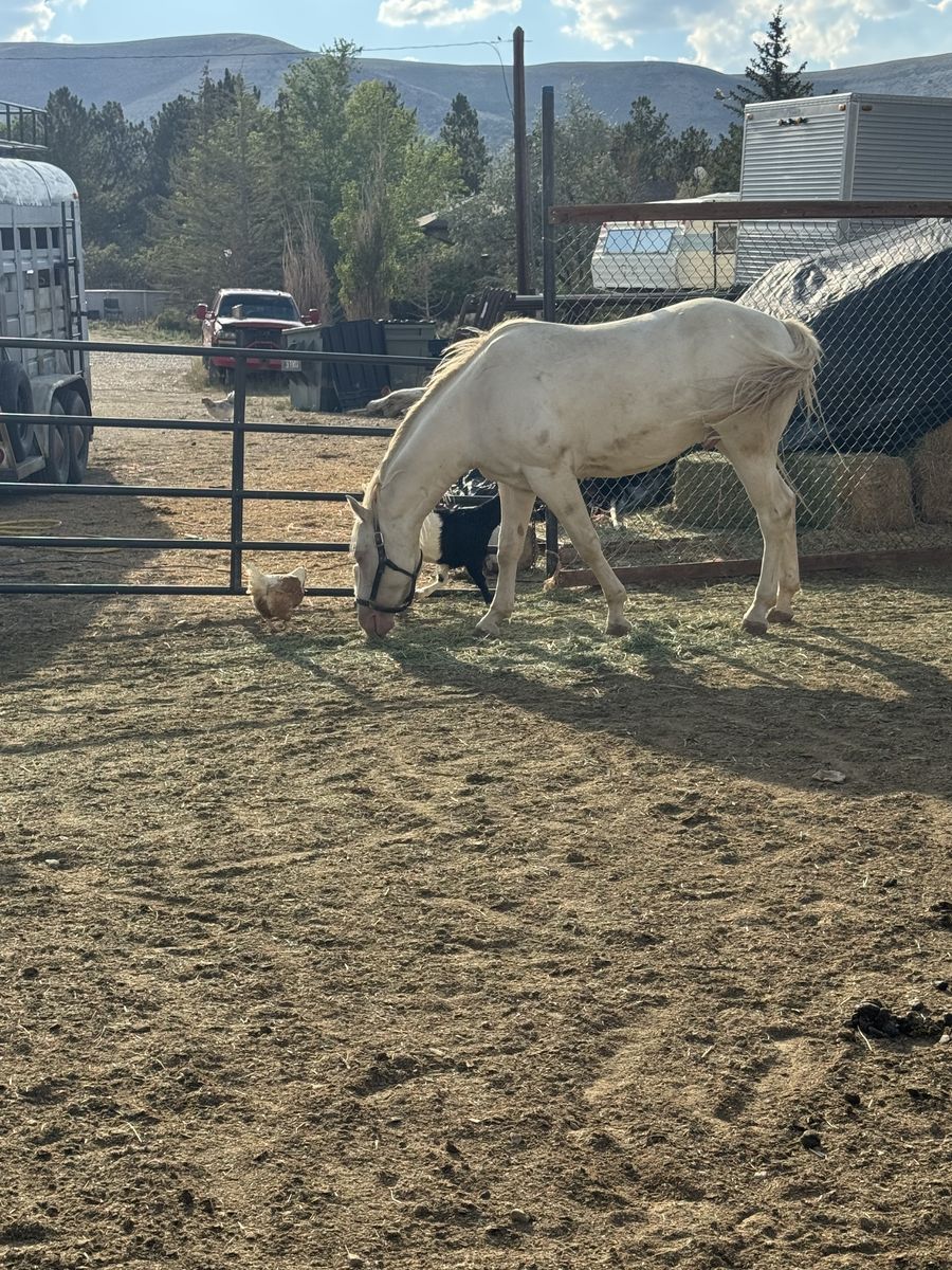 2022 Quarter Horse