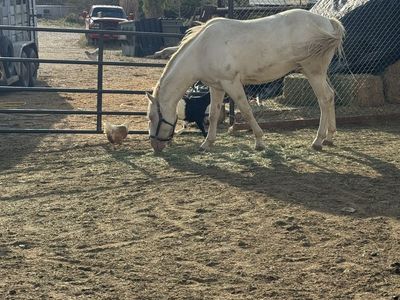 2022 Quarter Horse