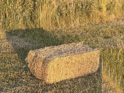 Grass Hay