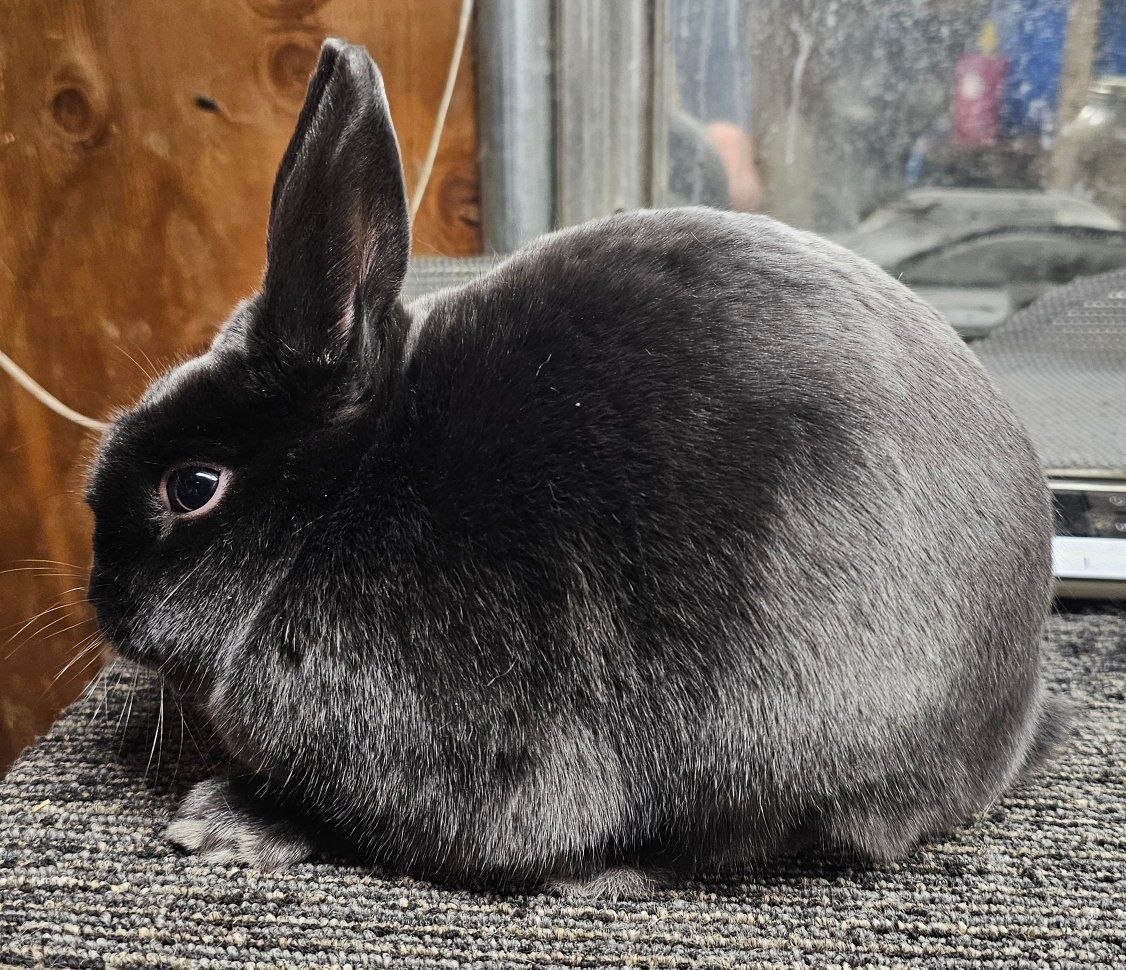 Pedigreed Mini Satin Rabbits
