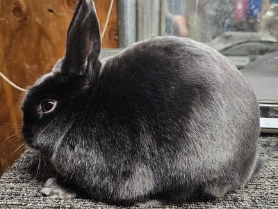 Pedigreed Mini Satin Rabbits