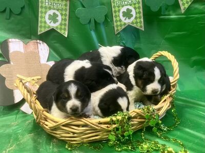 Australian Blue Heeler Pups