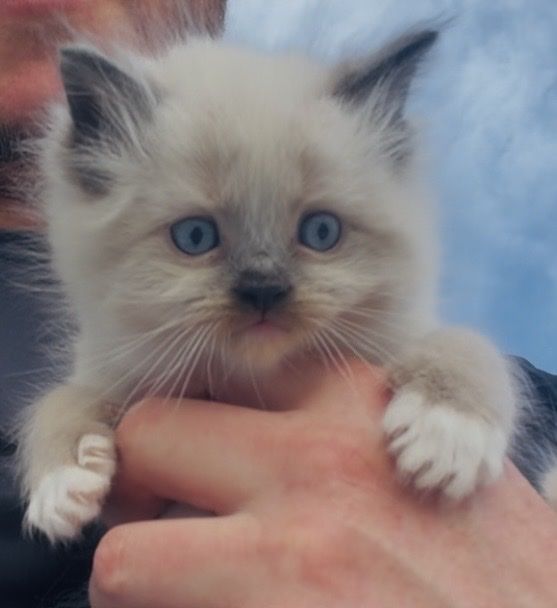 Purebred Ragdoll Kittens