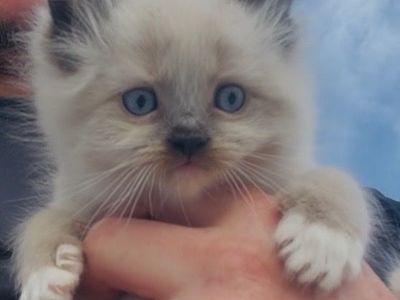 Purebred Ragdoll Kittens