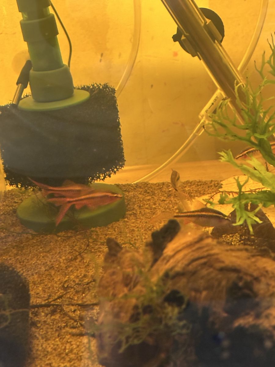 5 Veiltail Cherry Barb