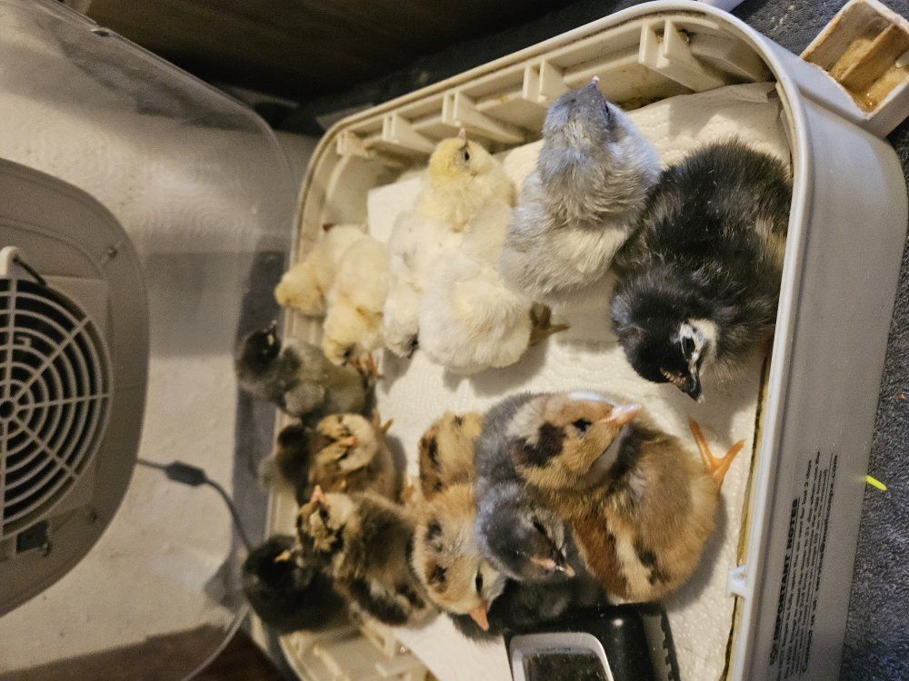 Blue Marans & Olive Eggers