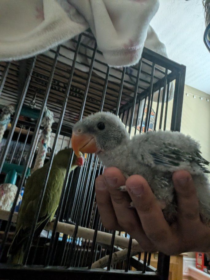 derbyan parrot for sale