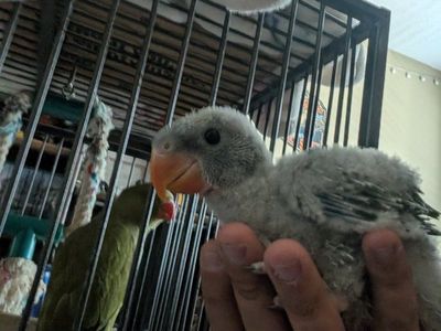 derbyan parrot for sale