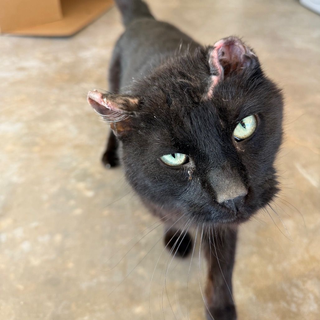 Hello my name is Bug