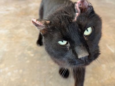 Hello my name is Bug