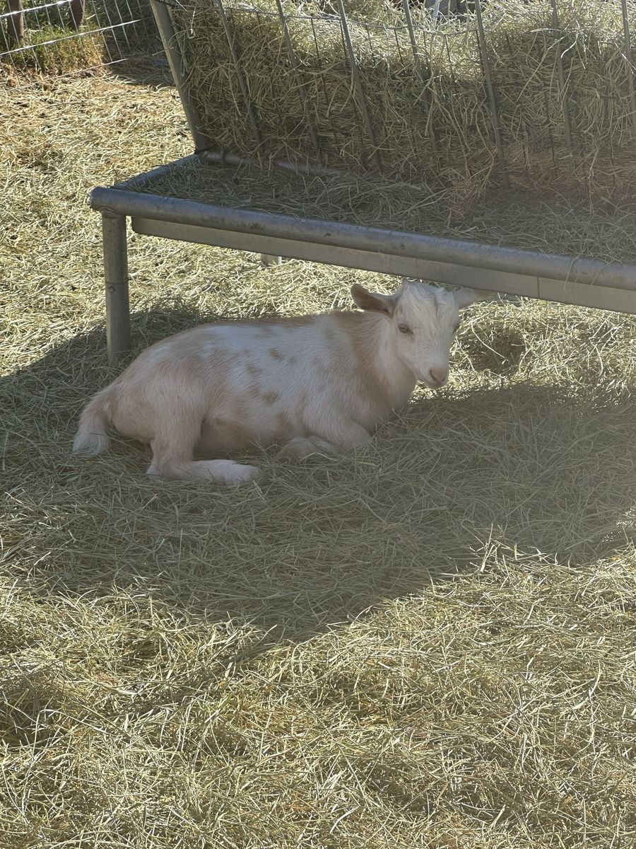 Nigerian dwarf buck 