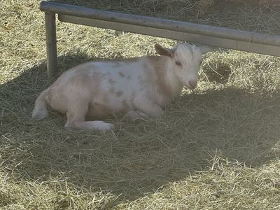 Nigerian dwarf buck