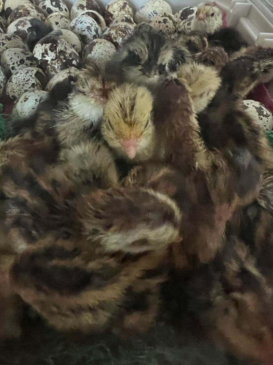 Main image 3