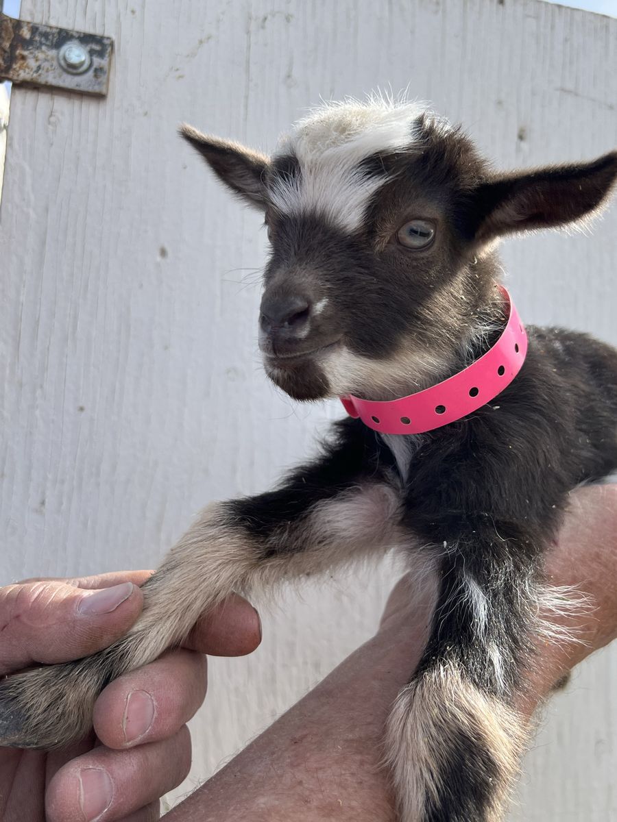 Nigerian Dwarf Bottle Baby Doeling