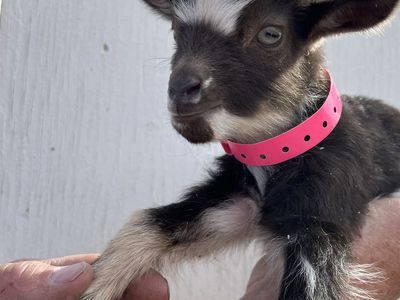 Nigerian Dwarf Bottle Baby Doeling
